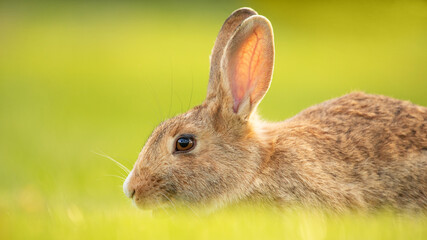 Gray rabbit sitting on the green grass. Selective focus.