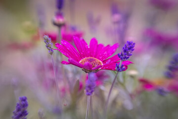 Argyranthemum frutescens 'Grandaisy Deep Red', flower with soft Lavender
