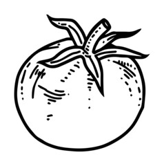 tomato line art on white background - 484581665
