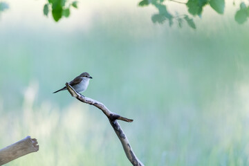 Red-backed shrike (Lanius collurio) in spring in the nature protection area Mönchbruch near Frankurt, Germany.