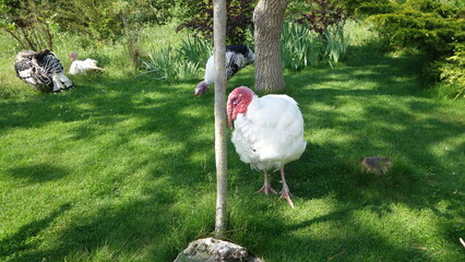 A large white bird with a red beak