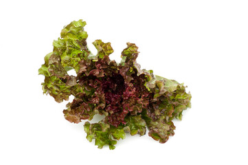 Red Oak Lettuce isolated on white background.