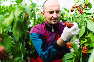 Young man farmer picking fresh super hot peppers from green house.