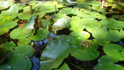The frog is sitting on the green lotus leaves