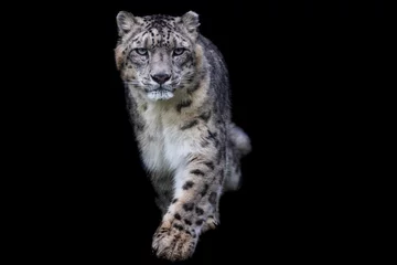  Portrait of a snow leopard with a black background © AB Photography