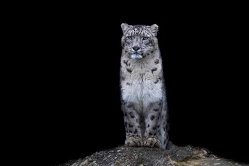 Fototapeten Portrait of a snow leopard with a black background © AB Photography