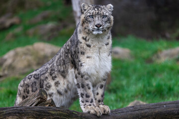 Portrait of a snow leopard in the meadow