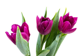 Bunch of fresh purple tulip flowers close up isolated on white background. Spring holidays concept background.