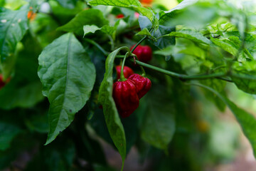 Obraz premium Super fresh hot peppers from green house.