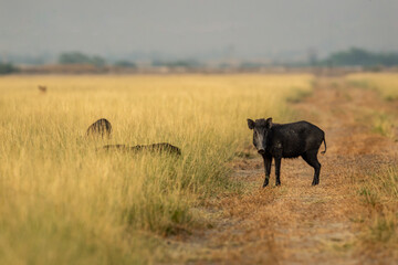 Indian boar or Andamanese or Moupin pig or wild boar animal with eye contact in scenic landscape or grassland of tal chhapar sanctuary rajasthan india - Sus scrofa cristatus