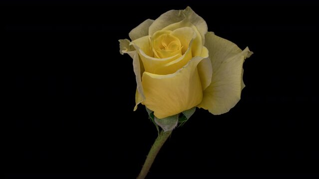 Beautiful opening yellow rose on black background. Holiday, love, birthday design backdrop. Bud closeup. Macro. 4K video timelapse
