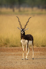 wild male blackbuck or antilope cervicapra or indian antelope with long horn head on portrait or...
