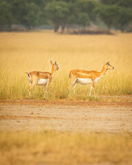 blackbuck or antilope cervicapra or indian antelope in grassland of tal chhapar sanctuary rajasthan india