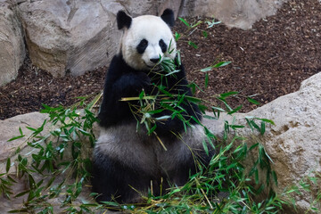 Naklejka na ściany i meble Panda eating bamboo in the forest
