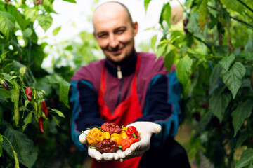 Farmer holding in hand super hot peppers from green house.