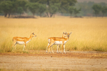 Naklejka premium blackbuck or antilope cervicapra or indian antelope group or family in open field and natural scenic grassland of tal chhapar sanctuary rajasthan india