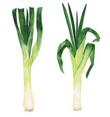 Fresh leek isolated on a white background. Watercolor hand drawing illustration. Perfect for food design.