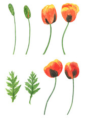 Watercolor red poppy flower set isolated on white background. Hand drawing illustration. Perfect for botanical design, floral pattern, print.