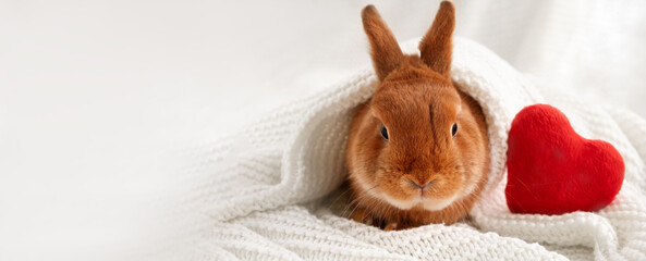 Cute little ginger brown decorative rabbit, bunny lying on white cozy knited plaid near red soft...