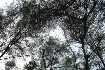trees in the forest