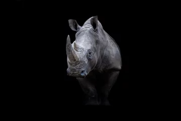 Plexiglas foto achterwand Portrait of a white rhino with a black background © AB Photography