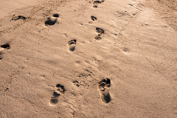 Children and adult foot prints on a warm sand surface. Family day on a beach concept. Day outdoor by the ocean or sea.