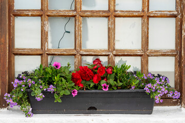 Fototapeta na wymiar Flower bed on a old style wooden frame window. Red and purple flowers. House exterior decoration.