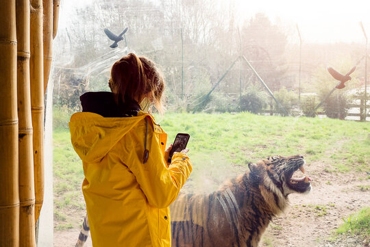 Teenager girl in yellow jacket taking picture on her smart phone of roaring tiger in front of her behind safety glass in a zoo. Learning nature and sharing experience on social media concept.