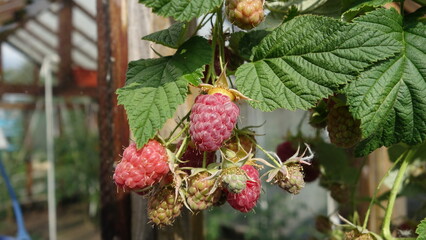 Raspberries on branches with green leaves
