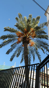 Palm tree against blue Andalusian sky