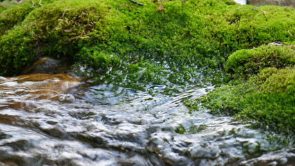 豊かな自然が残り、美しい苔のある渓流。