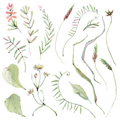 watercolor meadow flowers collection.