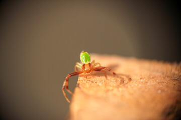 Thomisidae, araignée crabe