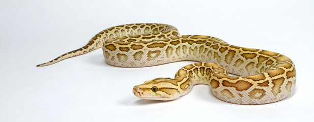 Dunkler Tigerpython // Burmese python, Indian rock python (Python bivittatus) - colour morph 