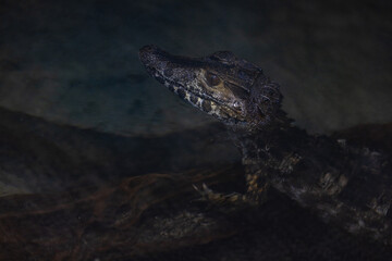 Obraz na płótnie Canvas Portrait of a crocodile resting in the lake