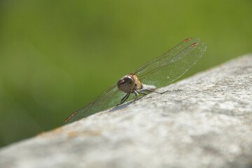 close up of a dragonfly