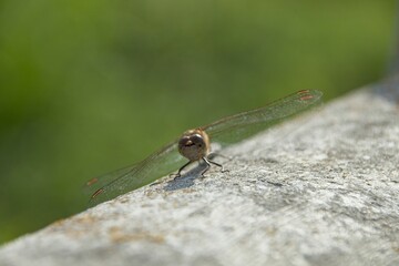 close up of a dragonfly