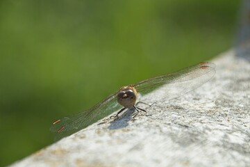 close up of a dragonfly