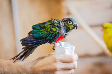 The Crimson Bellied Conure eating grain