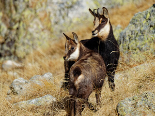 femelle chamois et son petit