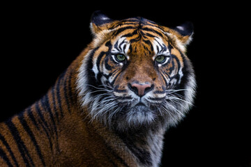 Obraz premium Portrait of a tiger with a black backgroung