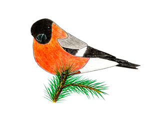 Bird bullfinch handmade pencil sketch, bird sits on a branch of a Christmas tree. Isolated, white background. Vector illustration