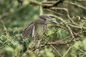 Big brown bird blinking while sitting on the branches of a tree with green background