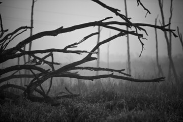 Martwy las - obrazy, fototapety, plakaty