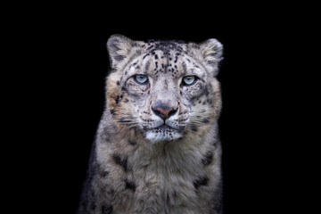 Portrait of a snow leopard with a black background - obrazy, fototapety, plakaty