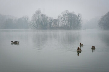 Les oies sur le lac et la brume
