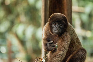 Sad brown monkey eating in an Amazon jungle reserve