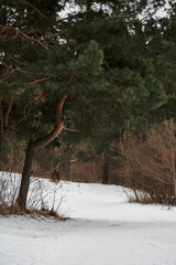 winter forest covered with snow in cloudy weather