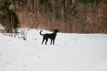 black labrador in the forest in winter