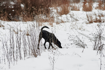 black labrador in the forest in winter